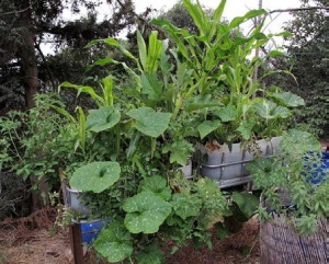 Lussureggiante crescita vegetale in una coltivazione familiare
